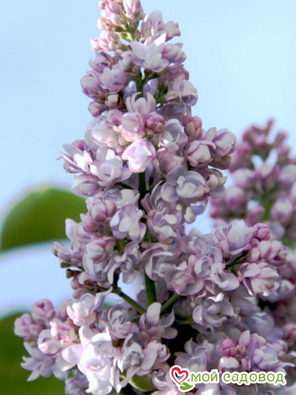 Сирень "Эмиль Лемуан" (Emile Lemoine)