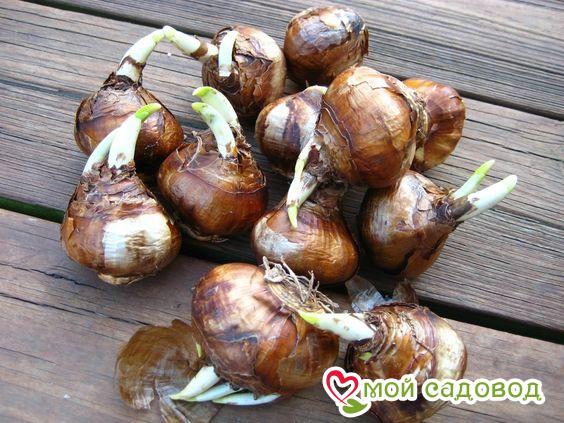 Нарцисс Фергатн Мотив